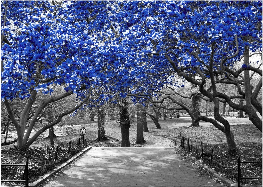 Kép - Kék fák, Central Park, New York (70x50 cm)