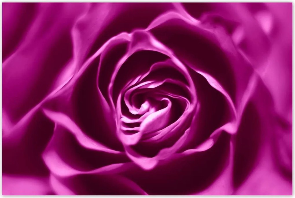 Poszterek 120x80 Lila rózsa Makrofotó