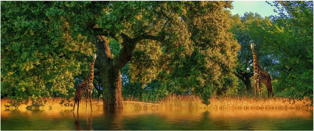 Zsiráf a természetben képe (120x50 cm)