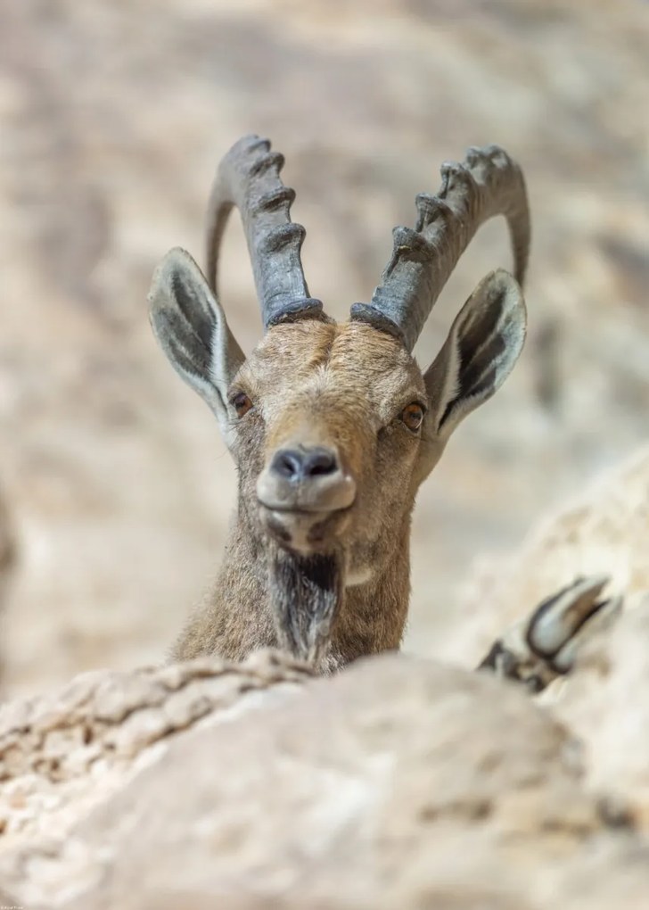 Poszter 50x70cm Nubiana Ibex 5, Assaf Frank