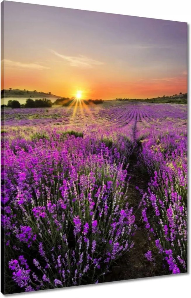 Vászonkép 60x80 Levendula rét