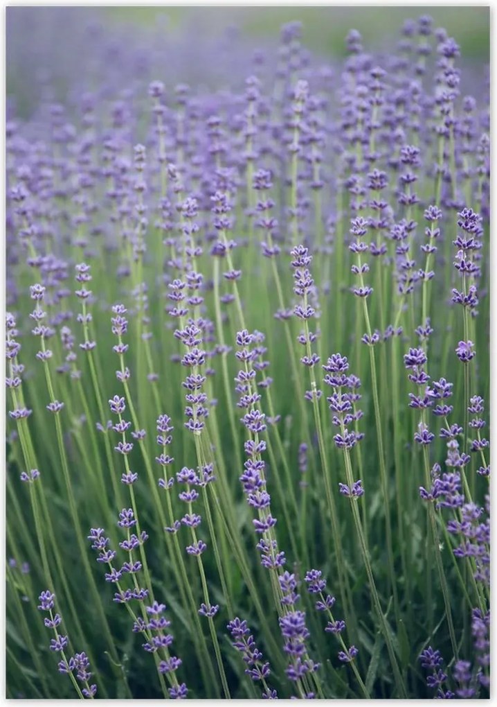 Poszterek 70x100 Levendula világ