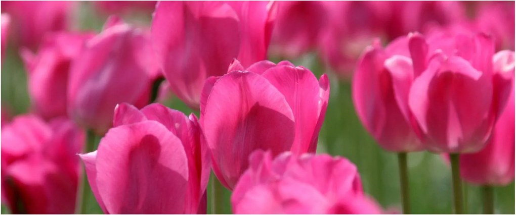 Kép - Rózsaszín tulipánok (120x50 cm)