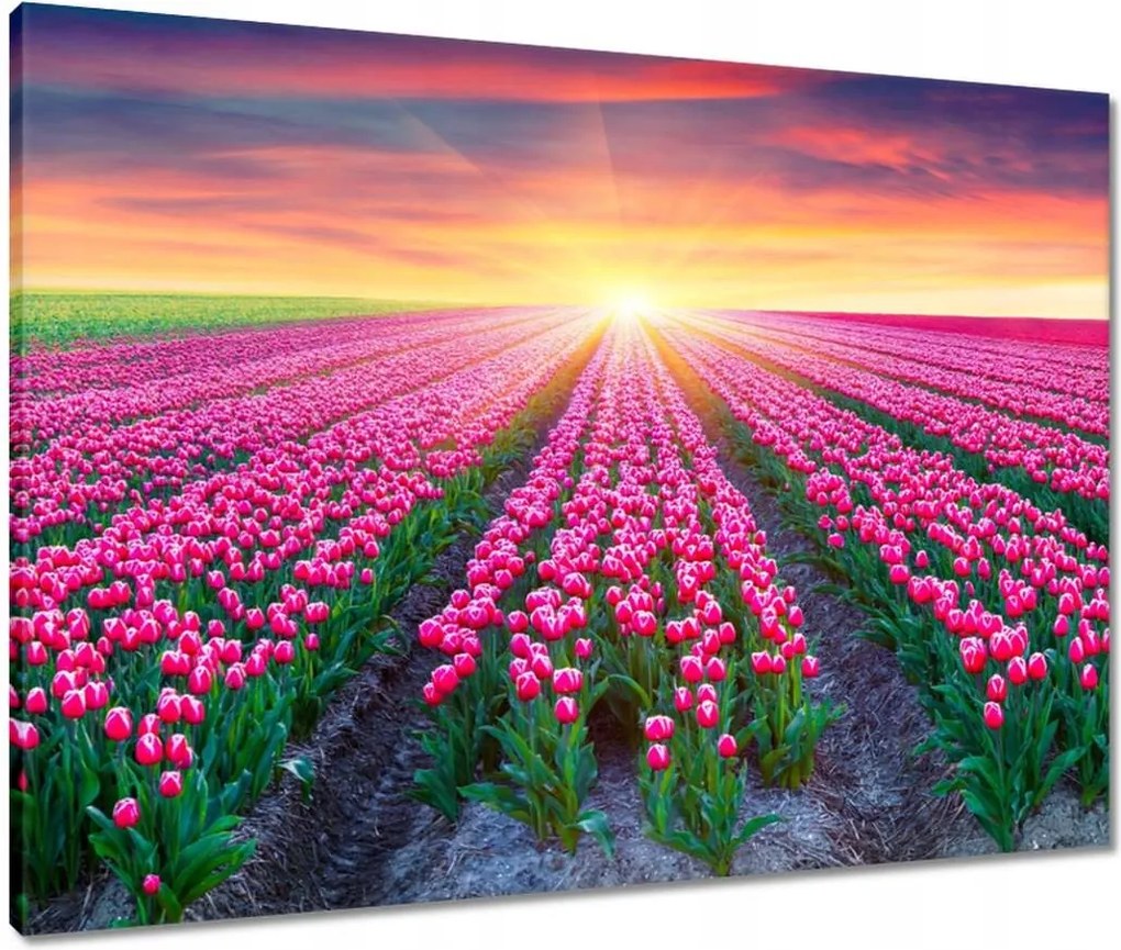 Vászonkép 80x60 Tulipánok tengere Virágok