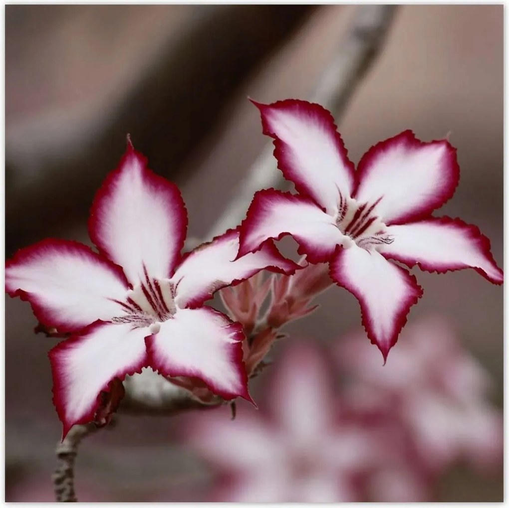 Poszterek 100x100 Nőnap Ajándék Love