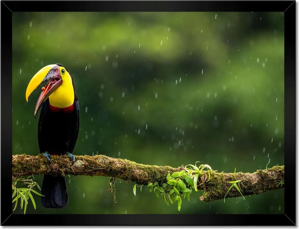 Poszterek keretben 40x30 Madarak