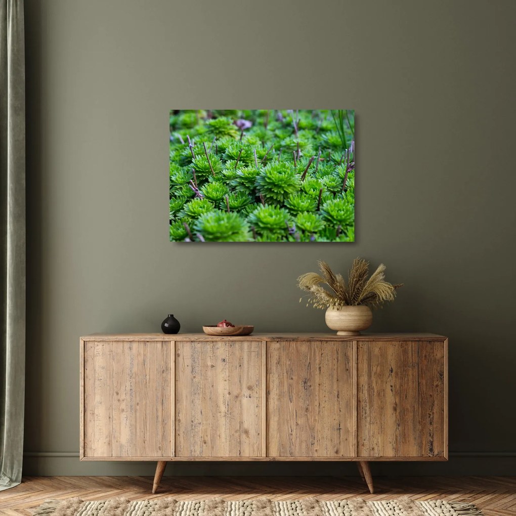 A pozsgás növények képe (üvegen) (70x50 cm)
