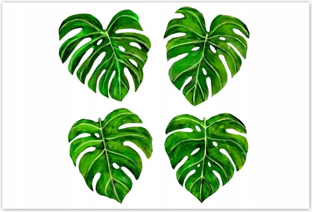 Poszterek 200x135 Lyukas monsera levelek