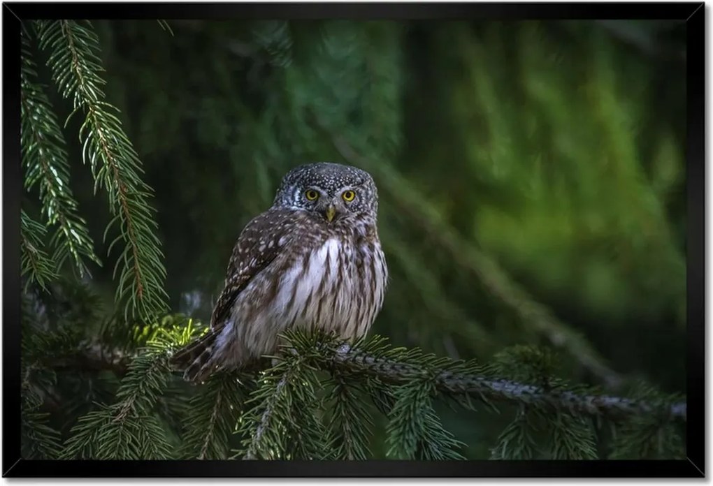 Poszter keretben 60x40 Bagoly madár