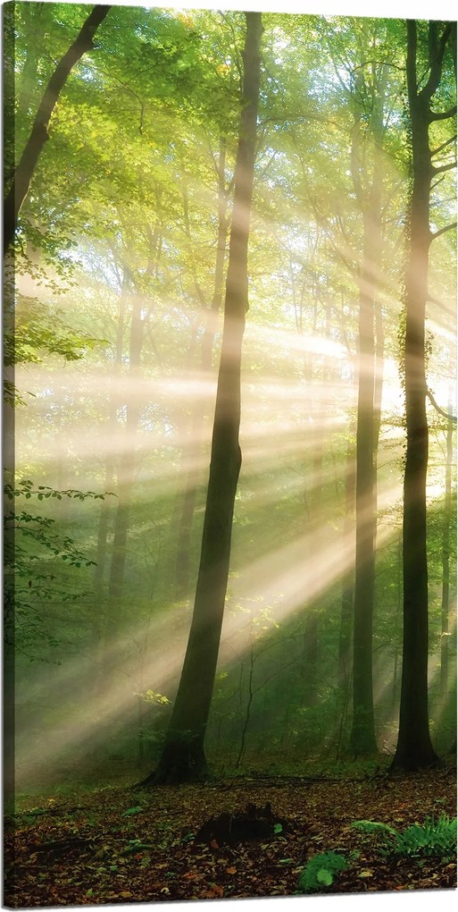 Vászonkép Nap az erdőben Fák Természet 60x120 cm