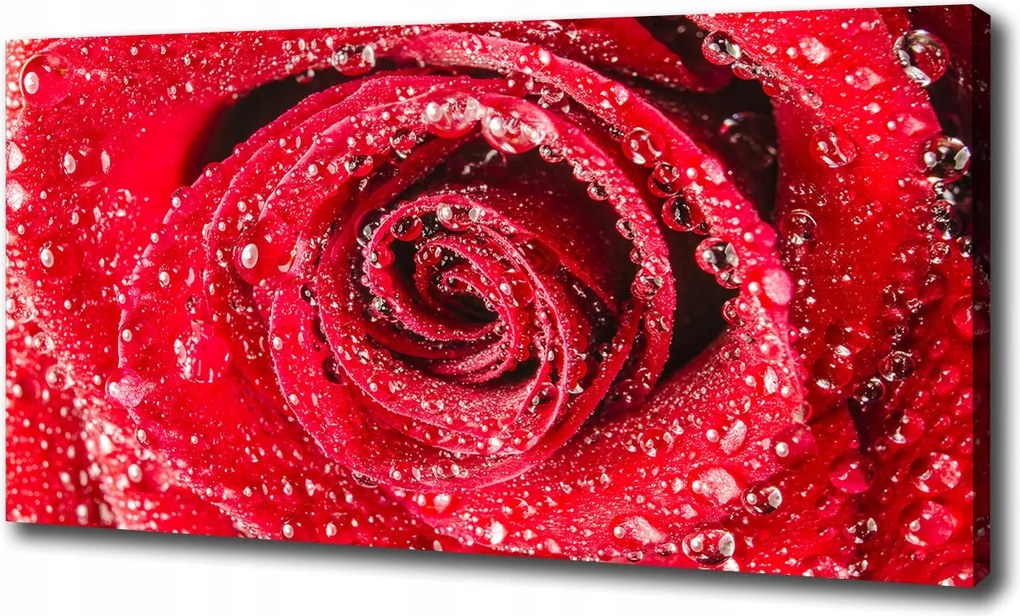 Vászonkép Vízcseppek a rózsán 120x60cm