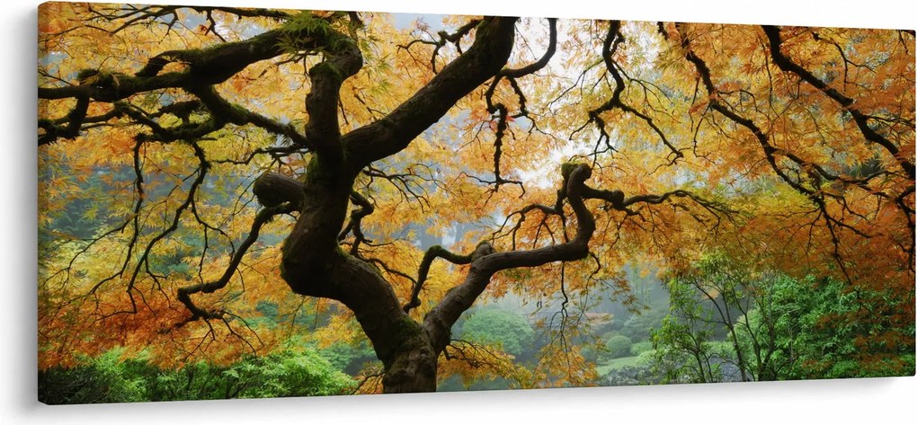 Egy sárga japán juhar képe, Portland, Oregon (120x50 cm)