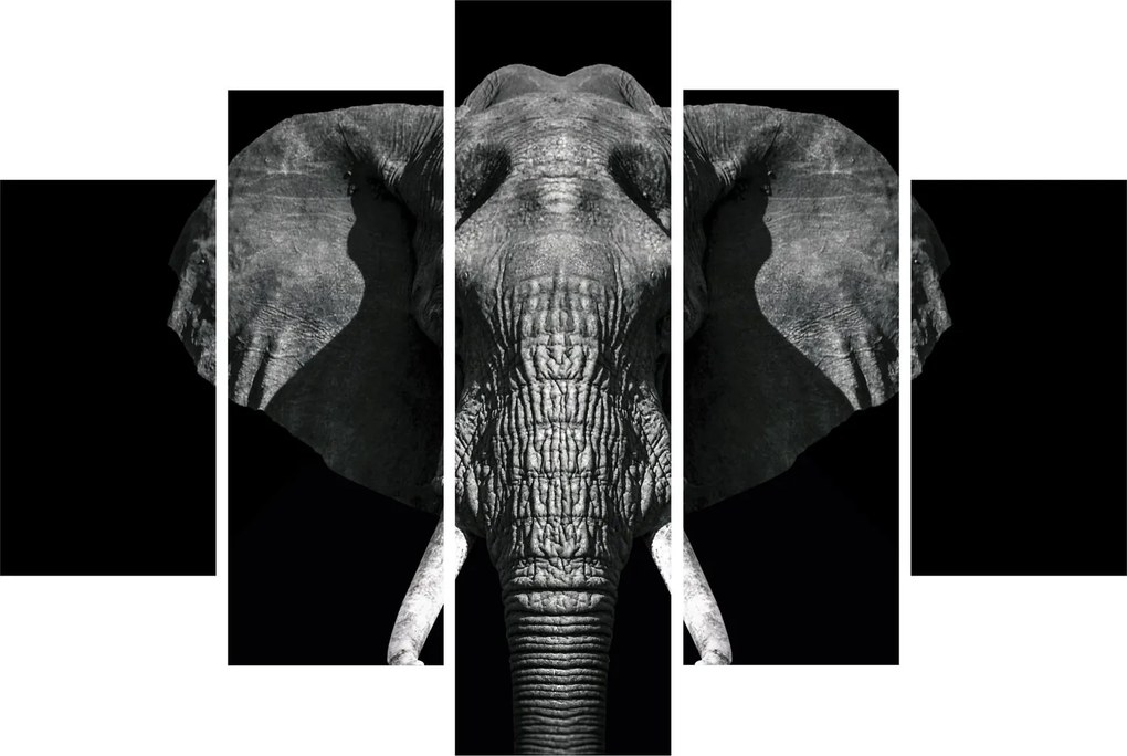 Kép - Elefánt fekete háttérrel (150x105 cm)