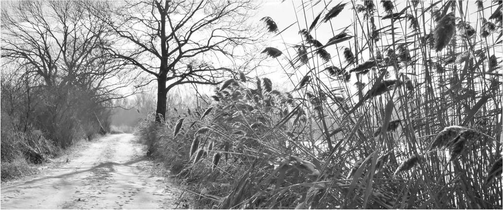 Kép - Mezők télen (120x50 cm)