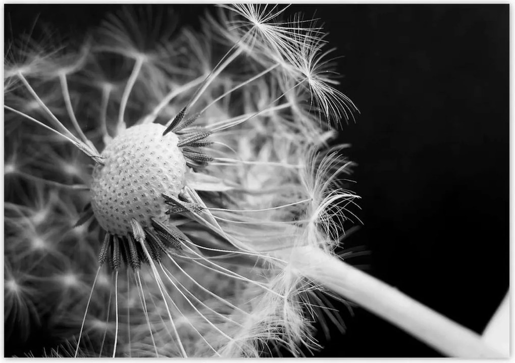 Poszterek 100x70 Pitypang Virág Virágok