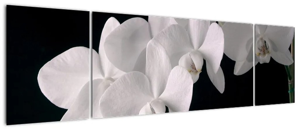 Kép - fehér, orchidea (170x50cm)