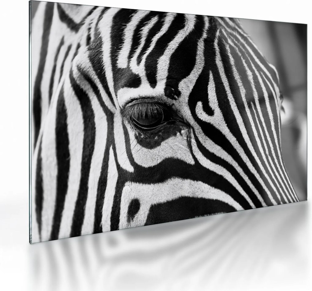Zebra képe (üvegen) (70x50 cm)