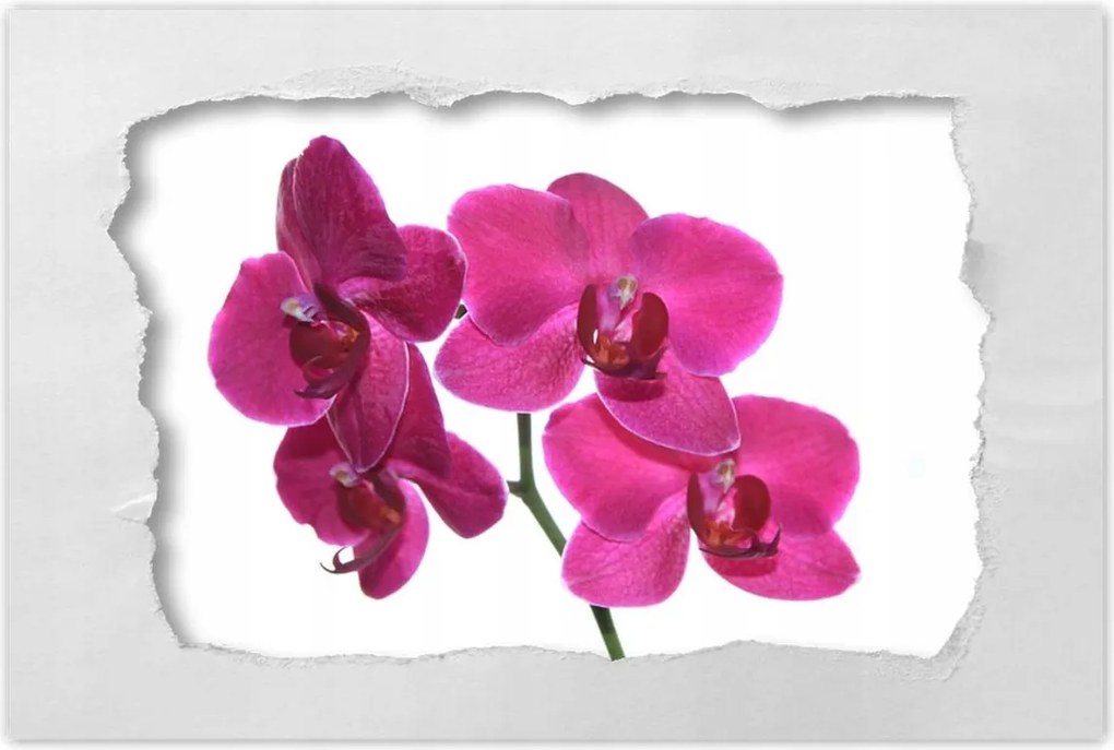 Poszter 60x40 Lila orchidea