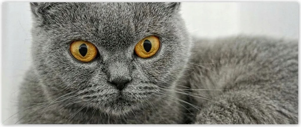 Fotótapéták 250x104 Brit rövidszőrű macska