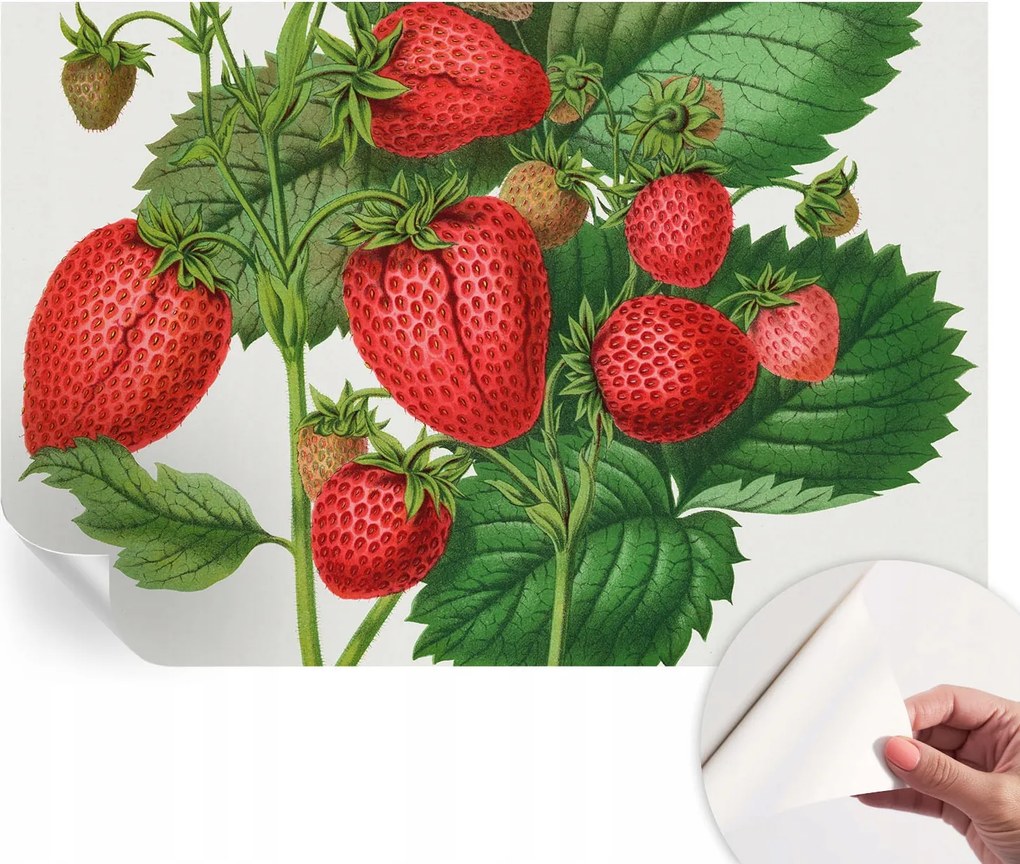 Öntapadós Dekoratív Fotótapéta Hálószobába Nyári gyümölcsök 104x70 cm