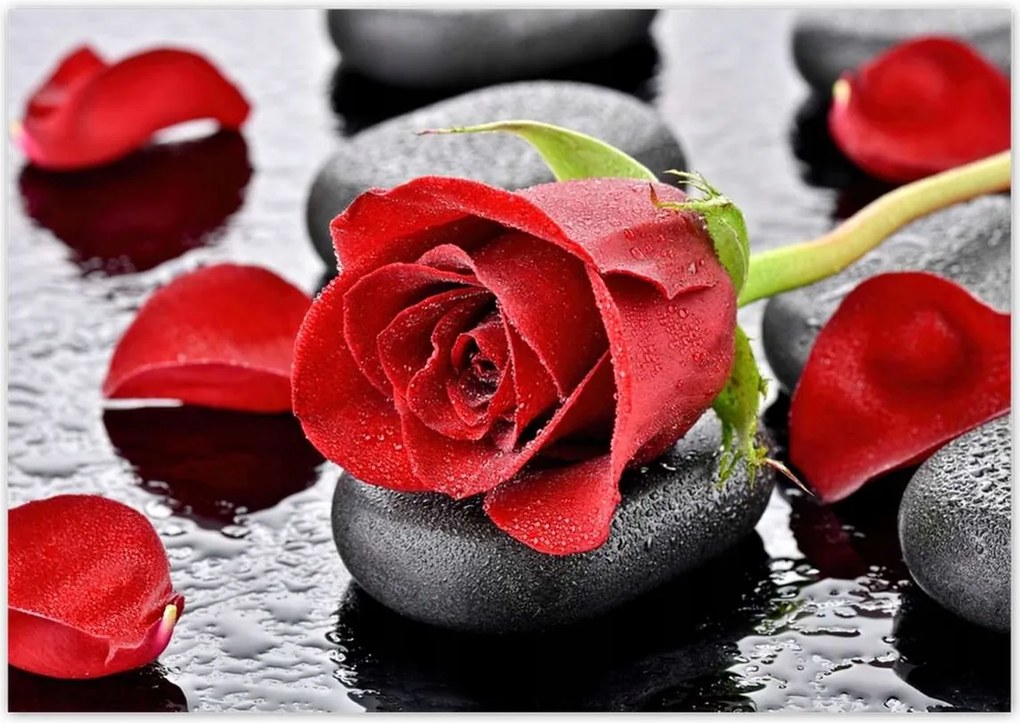 Fotótapéták 208x146 Vörös rózsa Neki