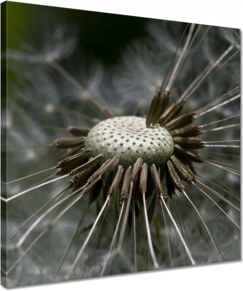 Vászonkép 40x40 Pitypang belülről