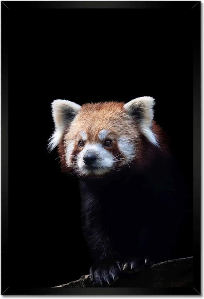 Poszterek keretben 40x60 Panda ailurus fulgens