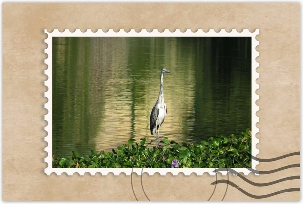 Poszterek 90x60 Kalapos madár Tájkép Kilátás