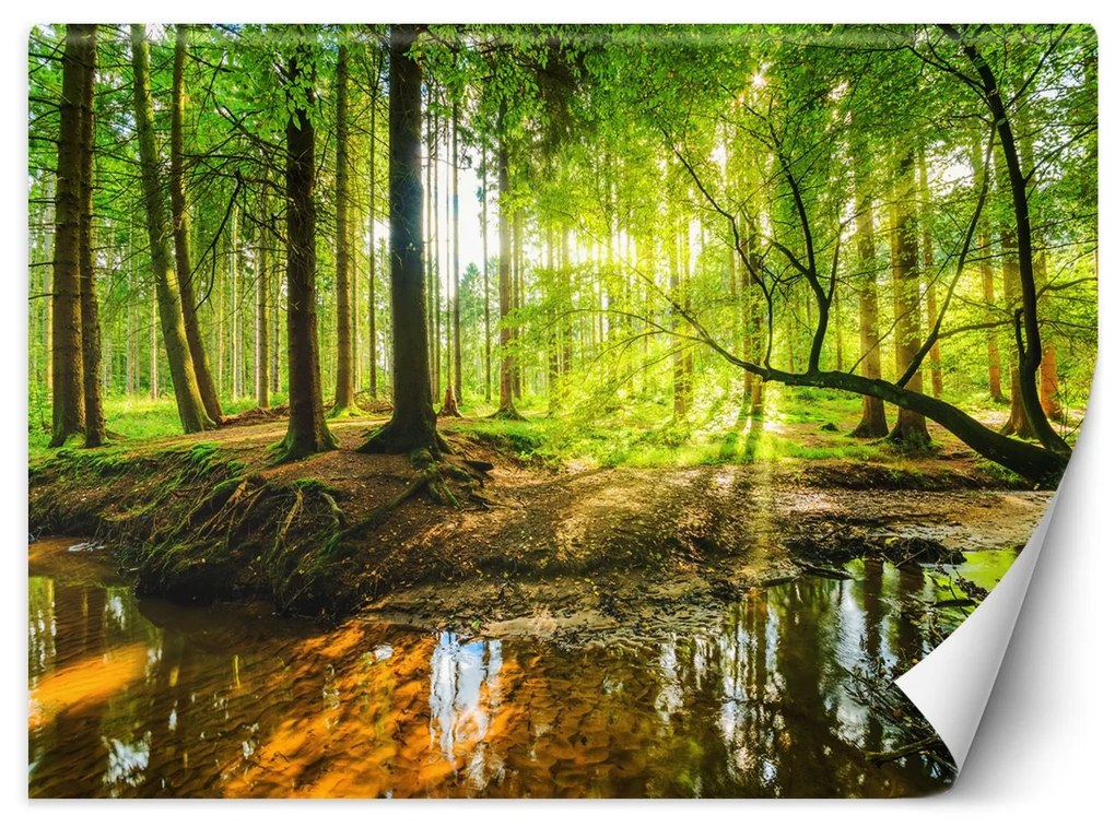 Gario Fotótapéta Patak az erdőben napfelkeltekor Anyag: Vlies, Méret: 400 x 280 cm