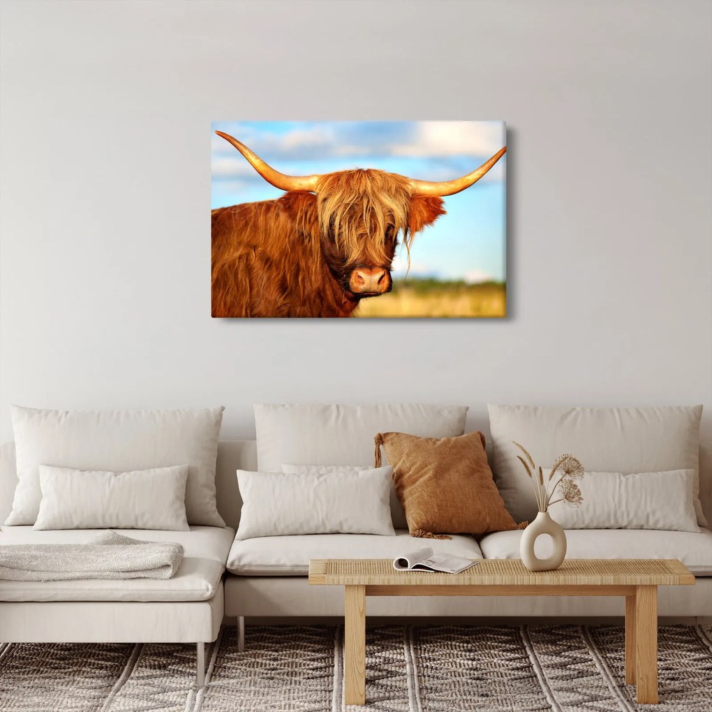 Kép - Skót tehén (90x60 cm)
