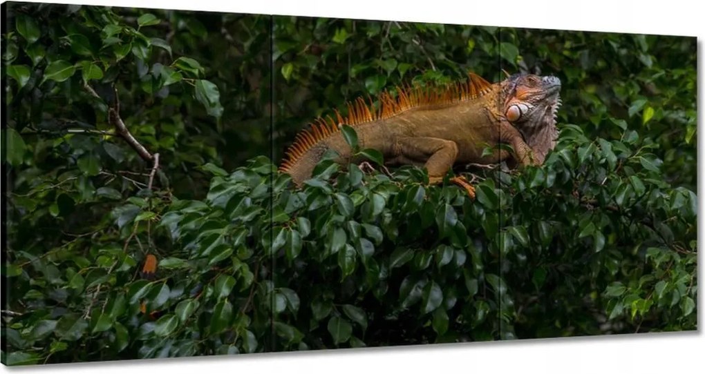 Vászonkép 180x90 Állatok