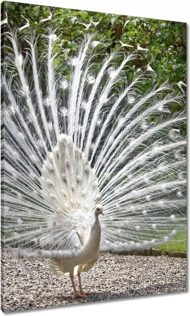 Vászonkép 70x100 Madarak