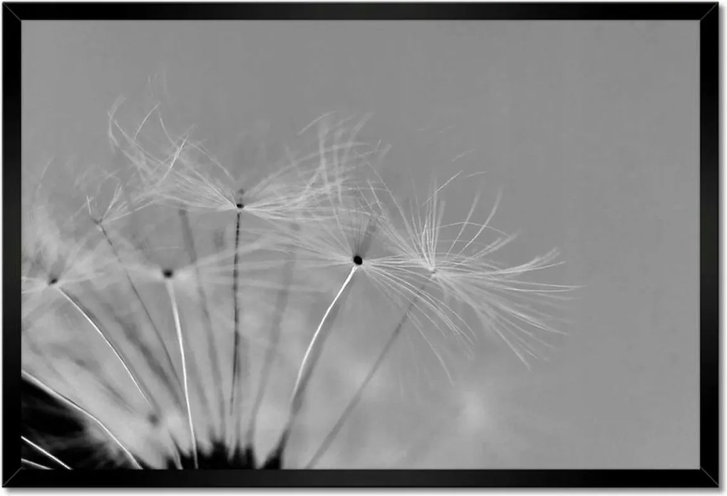 Poszterek keretben 60x40 Pitypang Virág Virágok