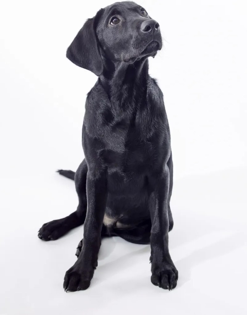 Poszter 61x90,5cm Fekete labrador, fehér alapon, Assaf Frank