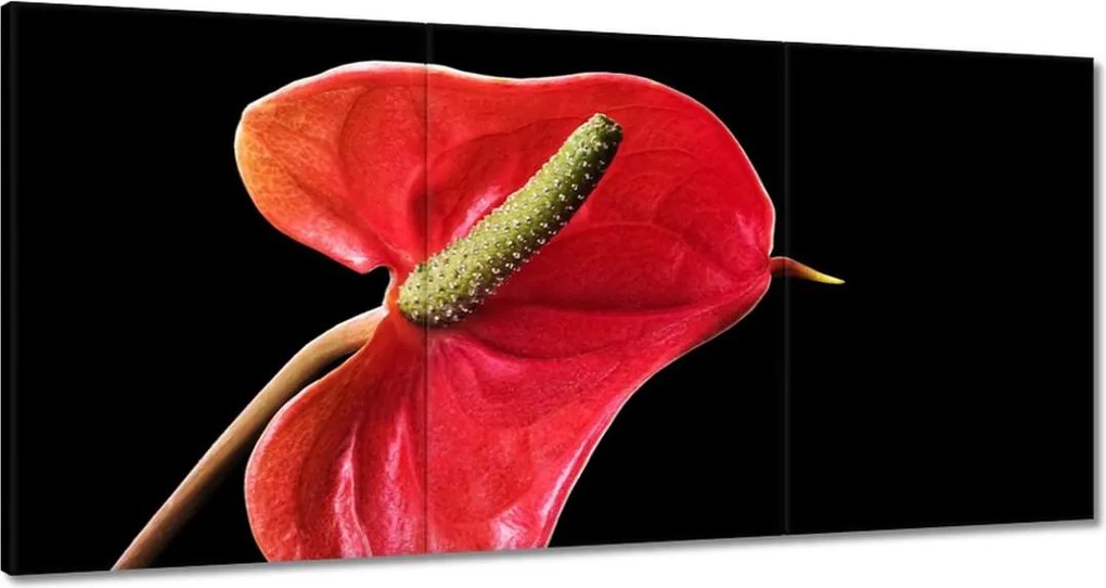 Vászonkép 180x90 Piros virág Anturium