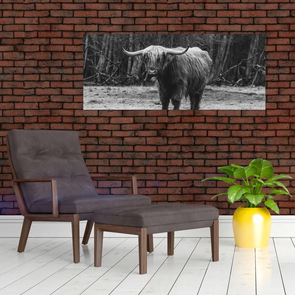 Kép - Skót tehén (120x50 cm)