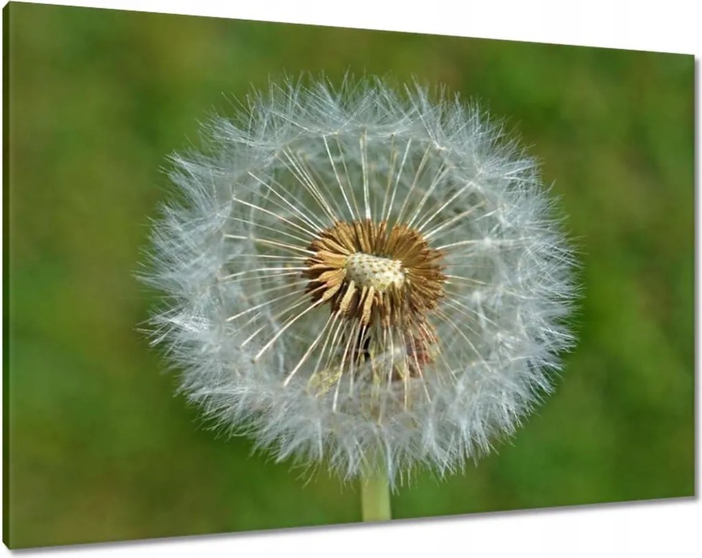 Vászonkép 100x70 Pitypang Virág Virágok