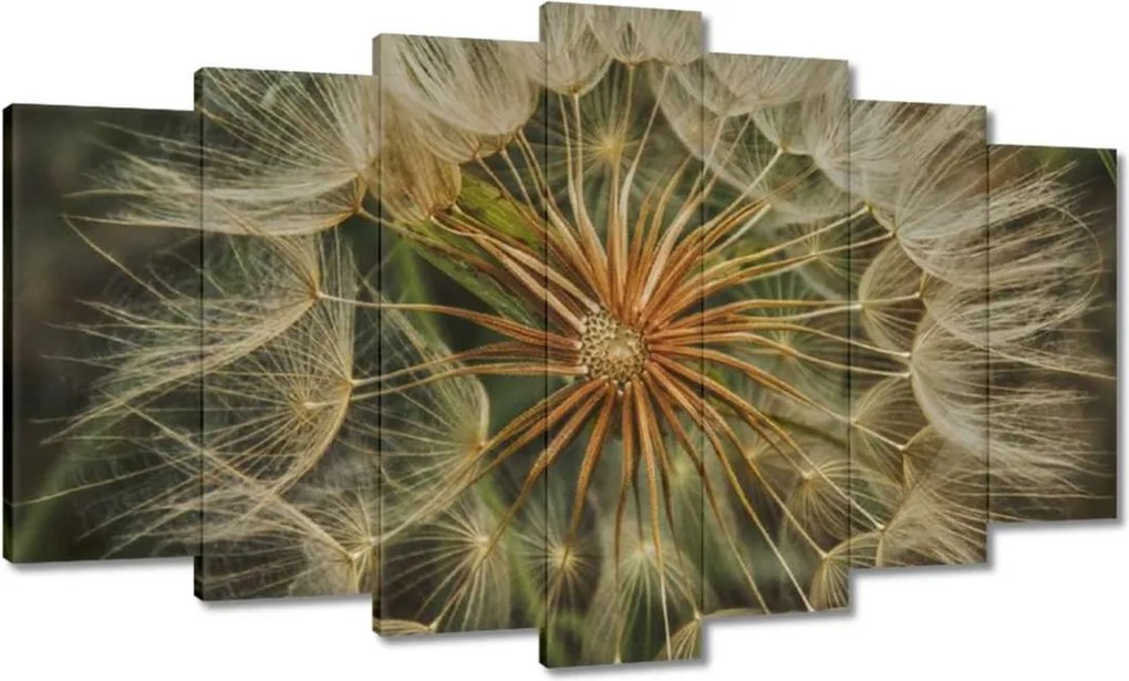 Vászonkép 140x80 Pitypang Virág Virágok