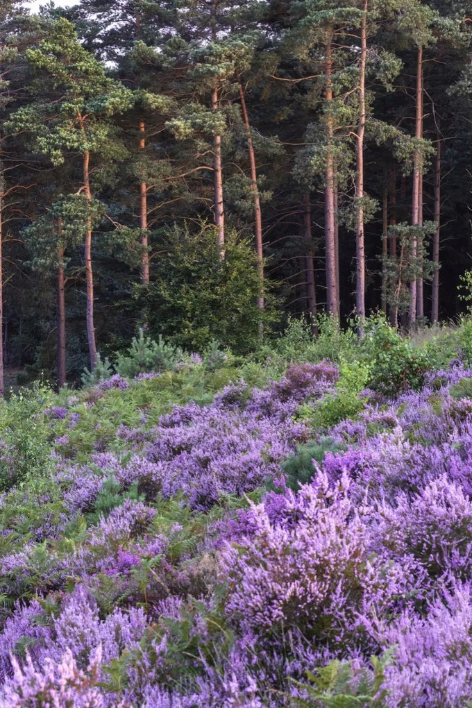 Poszter 40x60cm Hanga és fenyő, Assaf Frank