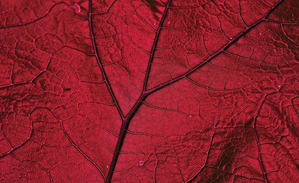 3D fotótapéta növény levelek 416 x 254