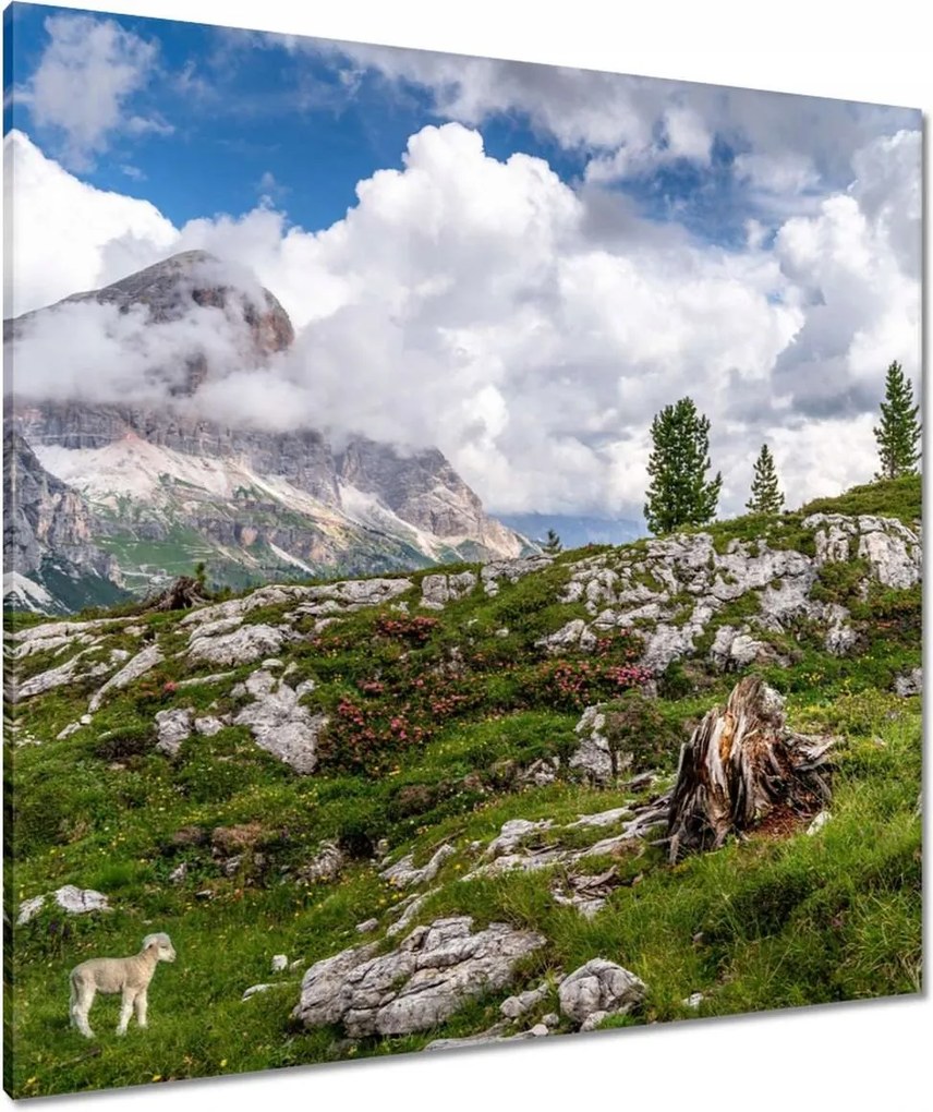 Vászonkép 90x90 Bárány a hegyekben Kilátás