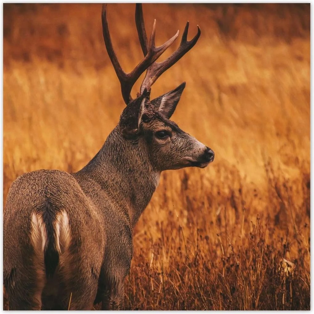 Poszterek 140x140 Szarvas a természetben Vadászat