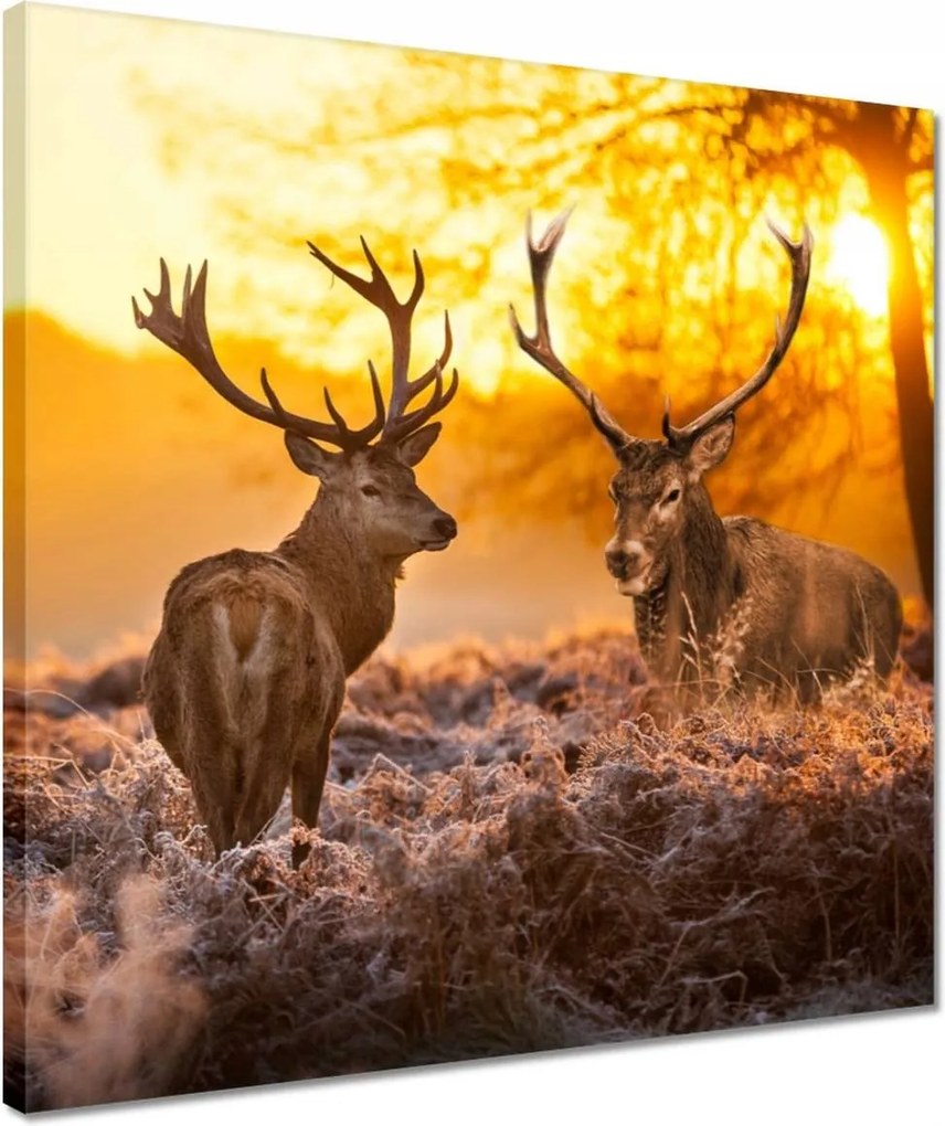 Vászonkép 40x40 Szarvasok a hajnalban