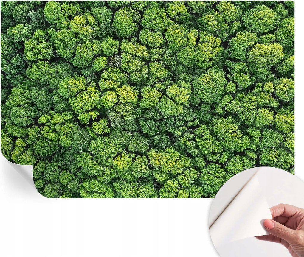 Öntapadós Dekoratív Fotótapéta Hálószobába Erdei panoráma 104x70 cm