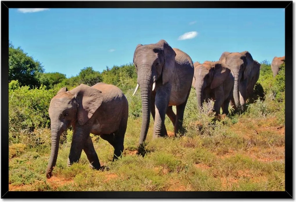 Poszterek keretben 60x40 Elefántok vándorlása