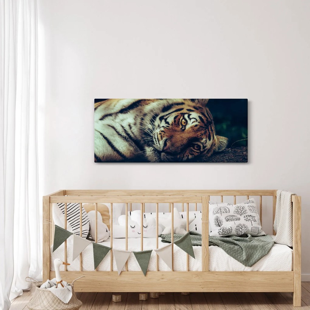 Kép - Szibériai tigris (120x50 cm)