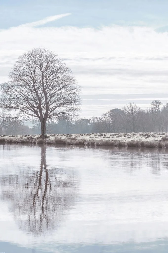 Poszter 61x91,5cm Fa tükröződése a tóban, Assaf Frank