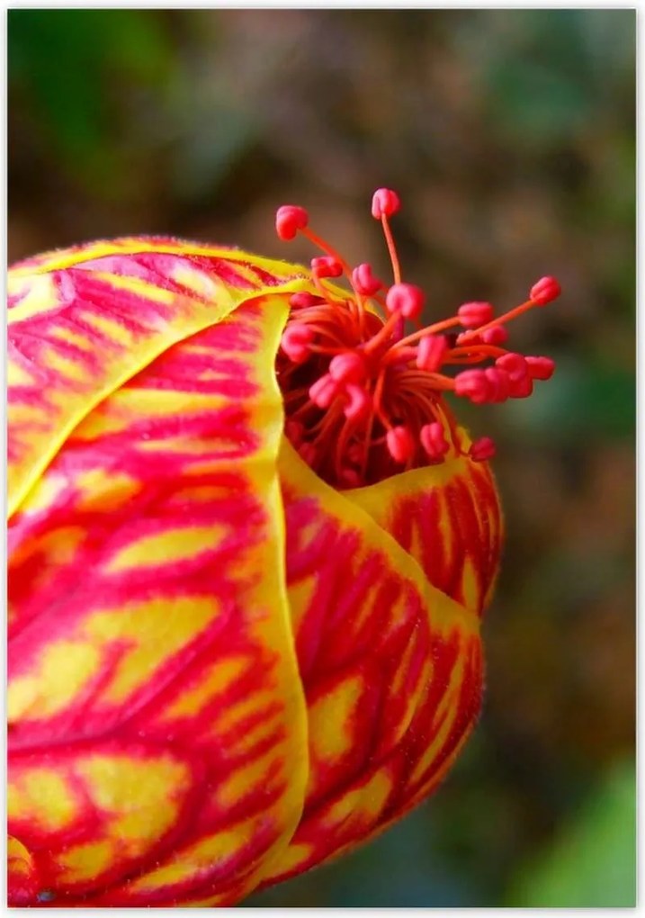 Poszterek 70x100 Nőnap Ajándék Love