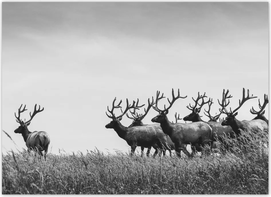 Fotótapéta flizelina 254x184 Szarvascsorda