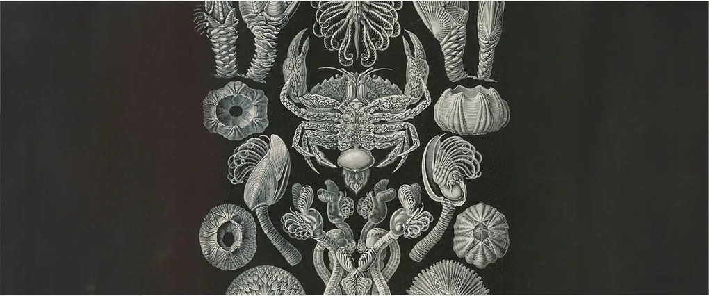 Stílusos Dekoratív Fotótapéta Flizelin Vízalatti formák 250x104 Ragasztó